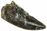 Serrated Raptor Tooth - Real Dinosaur Tooth #371478-1